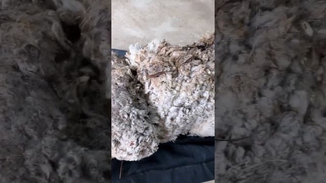 овцу с детства не стригли смотреть онлайн