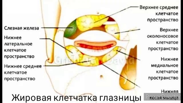 Строение ( анатомия) глаза смотреть онлайн
