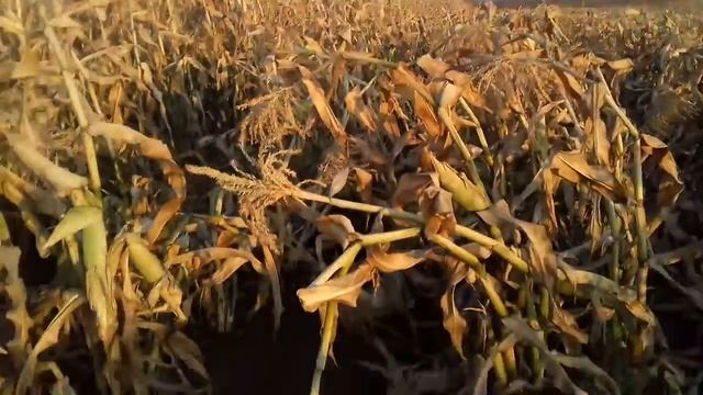 Сахарная кукуруза трофи. Осенний вариант. смотреть онлайн