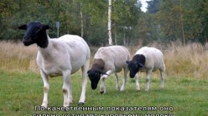 Породы овец