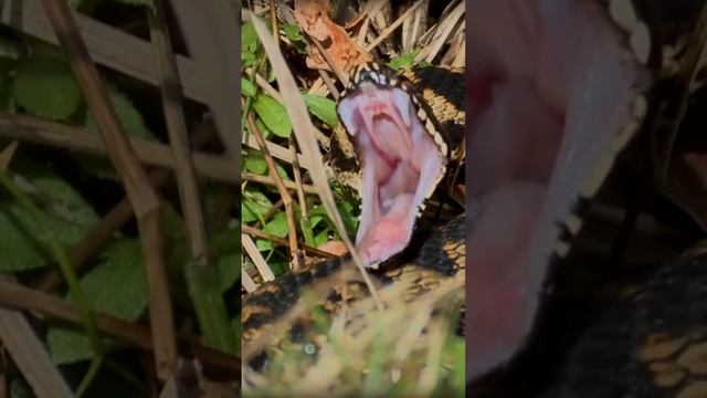 Дракон в реальной жизни - Колючая кустарниковая гадюка смотреть онлайн