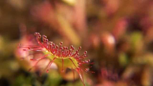 РОСЯНКА SUNDEW смотреть онлайн