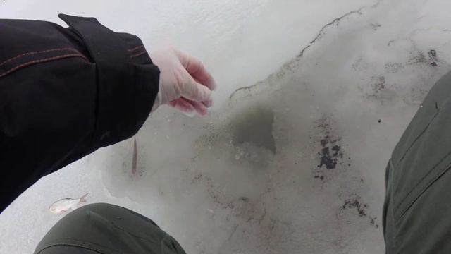 Наконец то плотва проснулась! смотреть онлайн