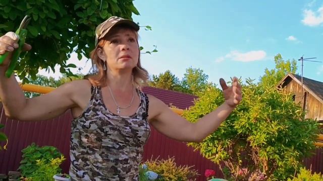 ОБРЕЗКА ДЕКОРАТИВНЫХ КУСТАРНИКОВ В ИЮНЕ. смотреть онлайн