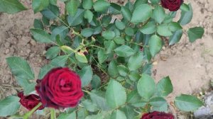 Роза Династия Сенсейшен (Dynasty Sensation) 2022