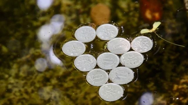 Активизация денежной удачи на Ивана Купала Денежные ритуалы смотреть онлайн