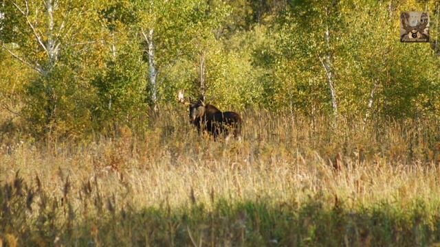 О главной опасности для охотничьего хозяйства смотреть онлайн