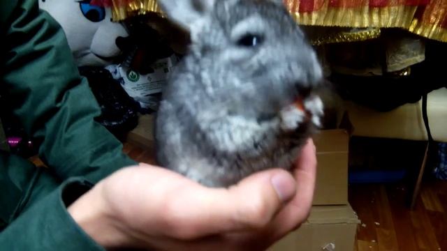 Сматря на шыншылу самаму хочется хавать смотреть онлайн