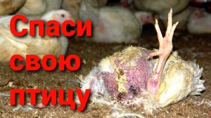 ️СРОЧНЫЙ ВЫПУСК! Как спасти птицу от жары. Жара 2021 года.
