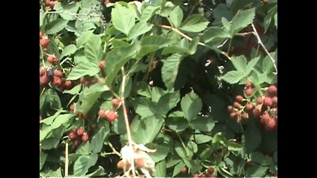 ЕЖЕВИКА обзор ,большой урожай радует смотреть онлайн