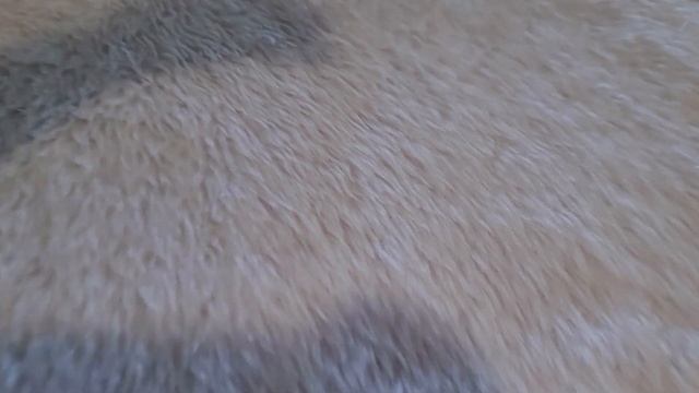 DIY Cat Ears and Tail (Easy and Affordable) Cosplay Tutorial! смотреть онлайн