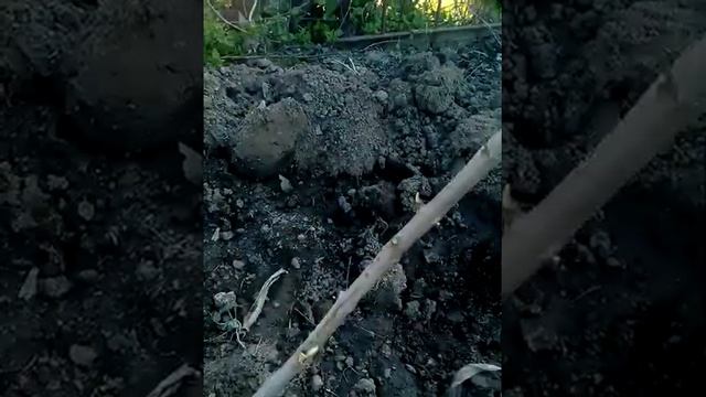 КАК ПРОРАСТИТЬ ГРАНАТ, КАК ОБРЕЗАТЬ ГРАНАТ, КАК ВЫРОСТИТЬ ГРАНАТ, ГРАНАТ ИЗ ЧЕРЕНКА смотреть онлайн