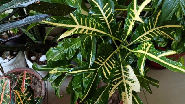My Beautiful😍Collections of Croton Plants(Indoor Plants) смотреть онлайн