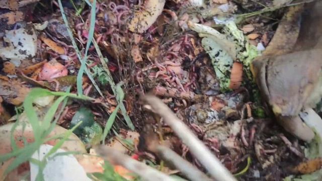 #дендробена для рыбалки после зимовки #Dendrobena смотреть онлайн