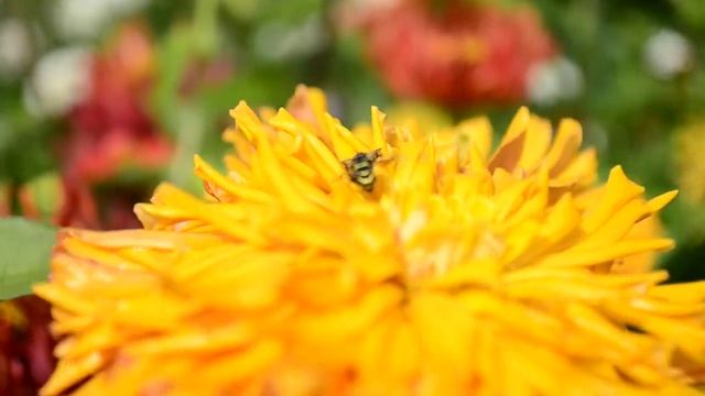 Тест видео 720p Nikon D3100 смотреть онлайн