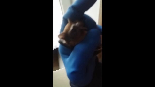 Нашли больше 100 летучих мышей в откосе окна !!