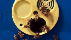 ЧТО ЗНАЧИТ ПАДЕВЫЙ МЁД?!