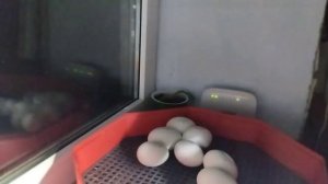 Овоскопирование гусиных яиц! Первая и вторая партия! #инкубацияяиц #овоскопирование