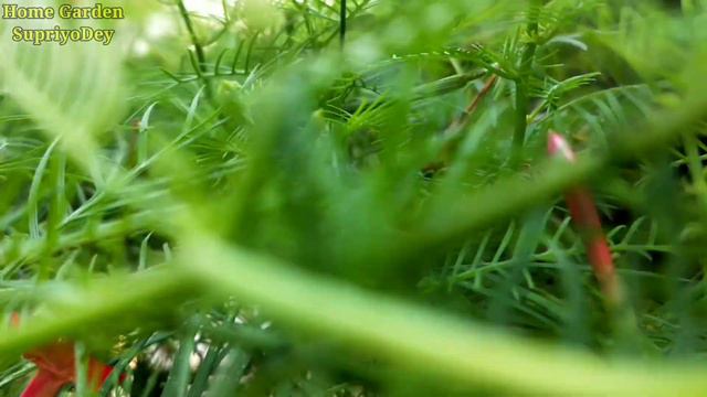 শীতের শুরুতে বাগানের তরুলতা | কুঞ্জলতা | Torulota | Cypress vine. смотреть онлайн