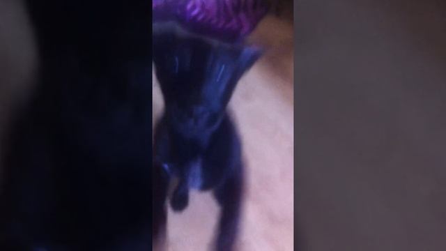 Грейс. Метис лабрадора смотреть онлайн