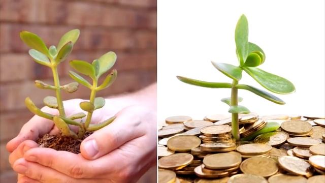 Цветок денежного дерева — предвестник богатства! Как, как уговорить его зацвести смотреть онлайн