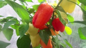 Звезда Востока - Очень Урожайный и Толстостенный Сорт Болгарского Перца. Обзор в Теплице.