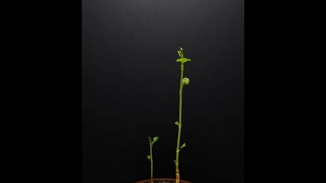 ales kladnik fallopia japonica growing timelapse смотреть онлайн