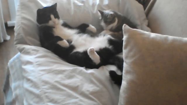 Кот Дона Корлеоне смотреть онлайн