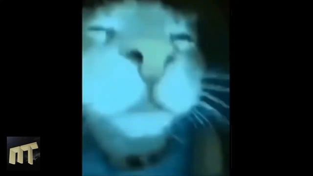 Кот круто флексит под эпичную музыку (тутуту тутутуту ту ту) | Пастбище тюленей продакшн смотреть онлайн