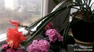 ЭПИФИЛЛУМ УХОД. Мой Опыт Новичкам! /ЦВЕТЕНИЕ  ЭПИФИЛЛУМА!!!!