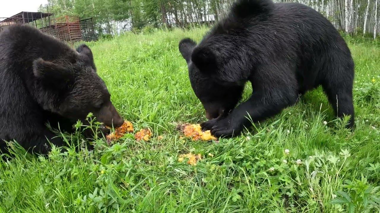 Буржую подарили ананас. смотреть онлайн