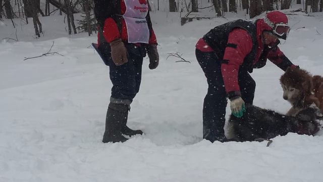 Хаски в Архангельске - экспедиция Северный ветер смотреть онлайн