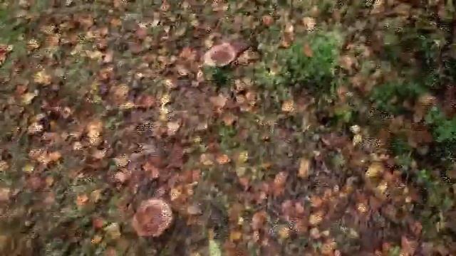 Неизвестные Млечники Серые с миндальным запахом Моховики Желтые. Лес у Трех Оленей. смотреть онлайн