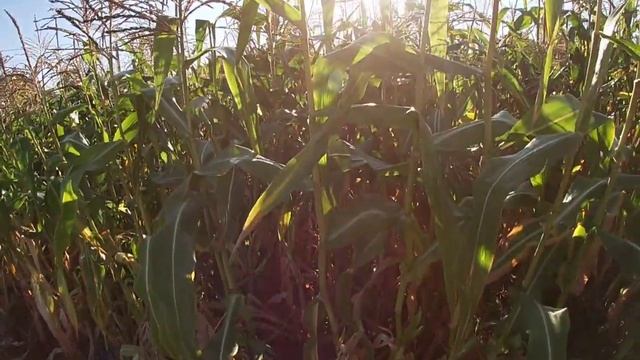 СУПЕРСОЛОДКІ СОРТИ КУКУРУДЗИ/Який сорт КУКУРУДЗИ вибрати для ПОЛІССЯ?/Кукурудза на ПІВНОЧІ смотреть онлайн