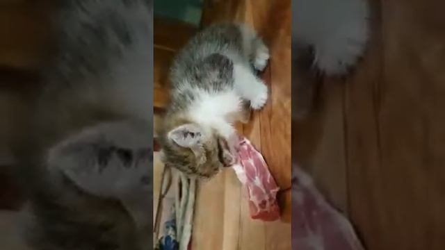 Маленький котёнок тигрёнок смотреть онлайн