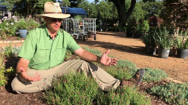 Plant Profile: Texas Skullcap - Scutellaria Suffrutescens