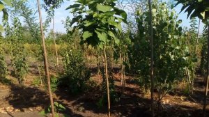 Катальпа шаровидная бигнониевидная Нана | Plante.md