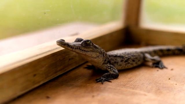 Cocodrilo - Soñar con cocodrilo, cocodrilos, lagartos, caimán смотреть онлайн