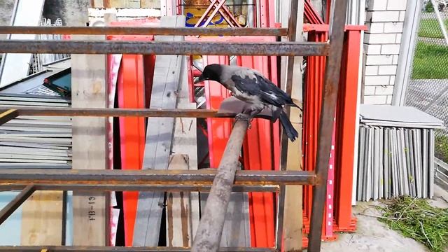 Ворона развлекается смотреть онлайн