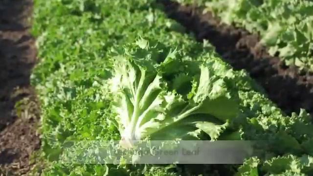AGRICOLA AMIGO ESPAÑOL смотреть онлайн