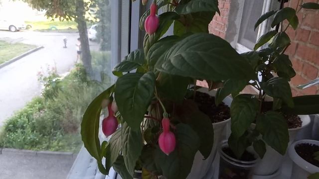 Комнатные Растения. Излишки. Продажа. смотреть онлайн