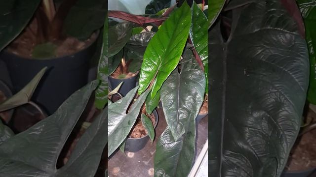 Цветы для дома и офиса. Садовый центр Росток смотреть онлайн