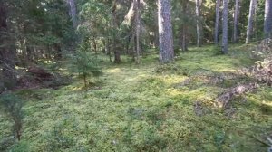 Утро в лесу