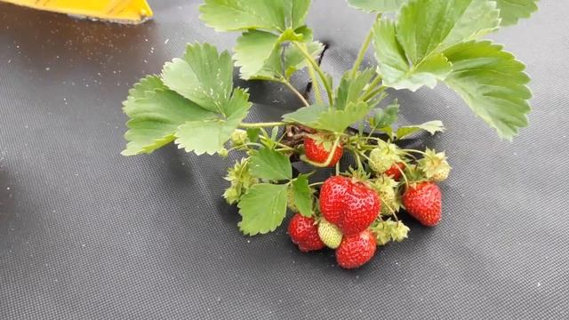 Прими - клубника,описание сорта (Итальянский сорт)