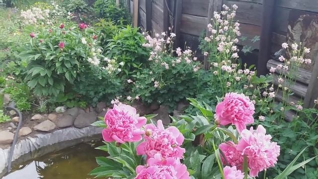 Аквилегия (водосбор) смотреть онлайн