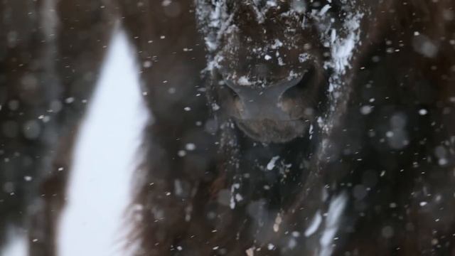 Yellowstone Bison Are Built for Winter Survival ❄️ Epic Yellowstone | Smithsonian Channel смотреть онлайн