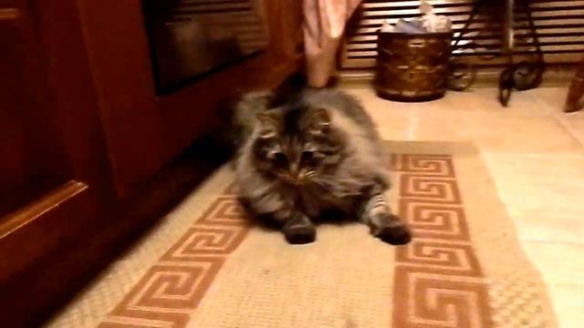 У нас под половиком кто-то живет ... -:) смотреть онлайн