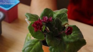 Как УХАЖИВАТЬ за ФИАЛКАМИ ВЕСНОЙ? 10 ВАЖНЫХ СОВЕТОВ