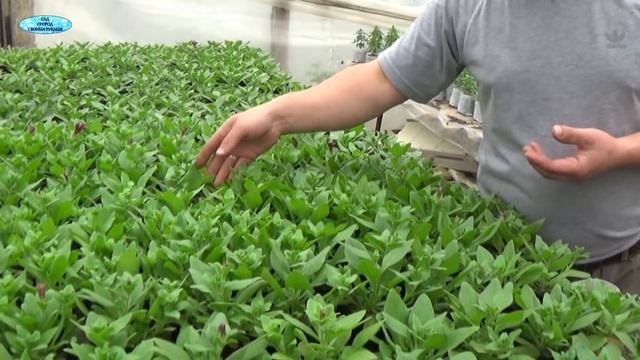 ЧЕМ ПОДКОРМИТЬ ПЕТУНИЮ ДЛЯ ПЫШНОСТИ КУСТИКА. смотреть онлайн