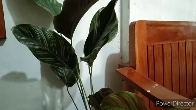 CALATHEA ORNATA / PRAYER PLANTS / AIR PURIFYING HOUSEPLANT